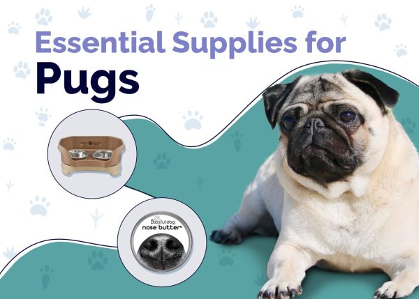 Essential Supplies For Pug