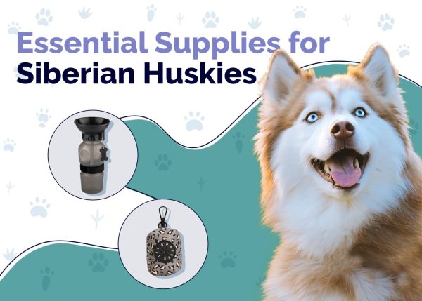 Essential Supplies For Siberian Husky