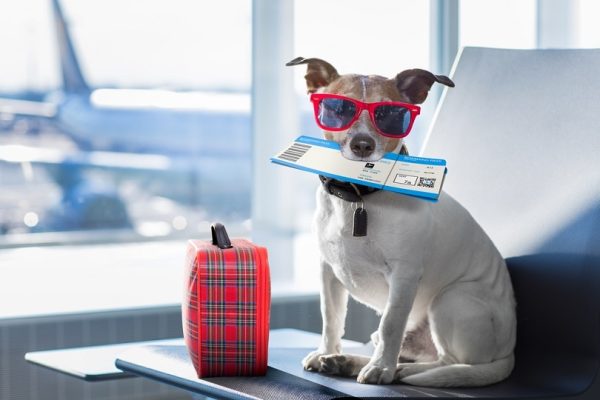 holiday-vacation-jack-russell-dog_Javier-Brosch_shutterstock