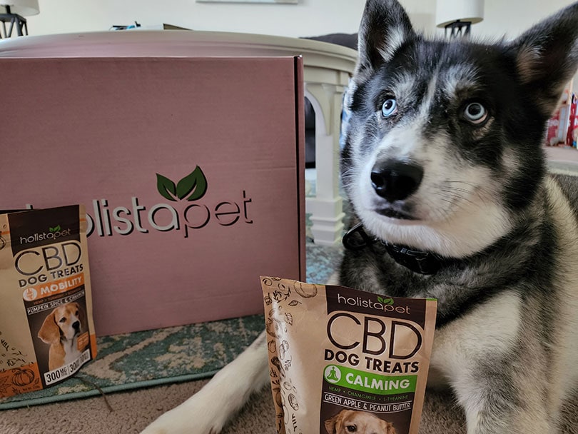 holistapet calming dog treats packaging in front of a dog