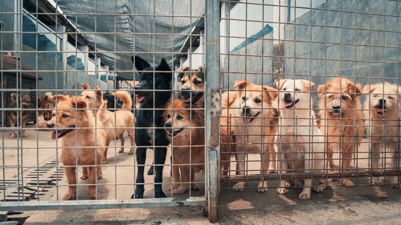 Homeless dogs of different breeds in animal shelter