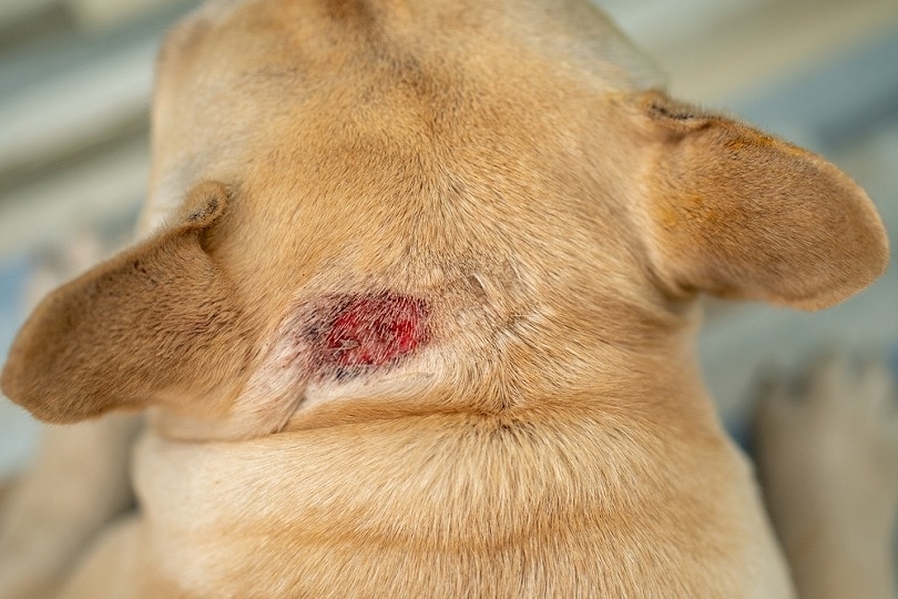 hot spot on dog's neck