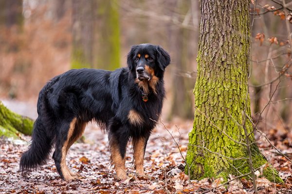 Hovawart dog in the forest