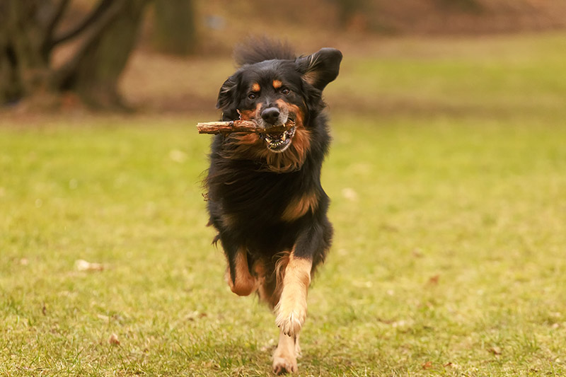 hovawart dog running with stick on its mouth