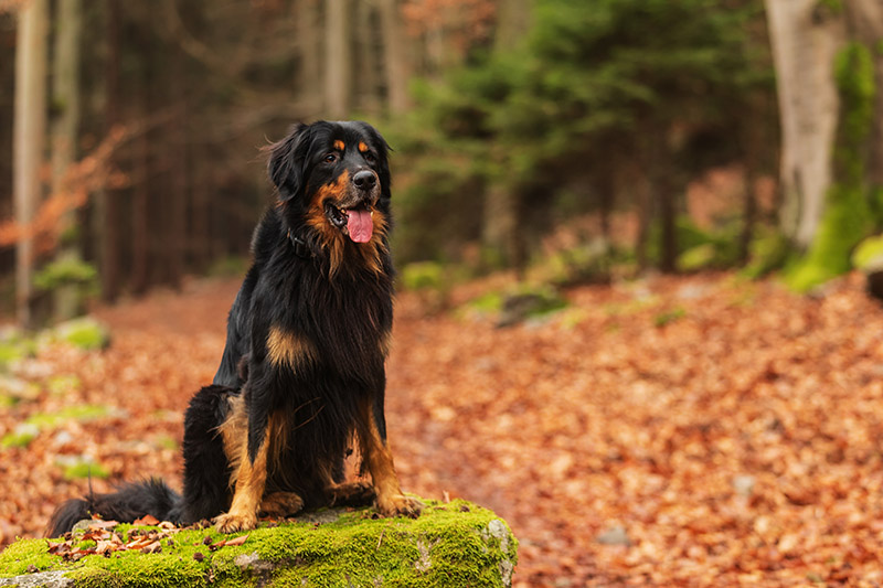 hovawart dog sitting on the rock