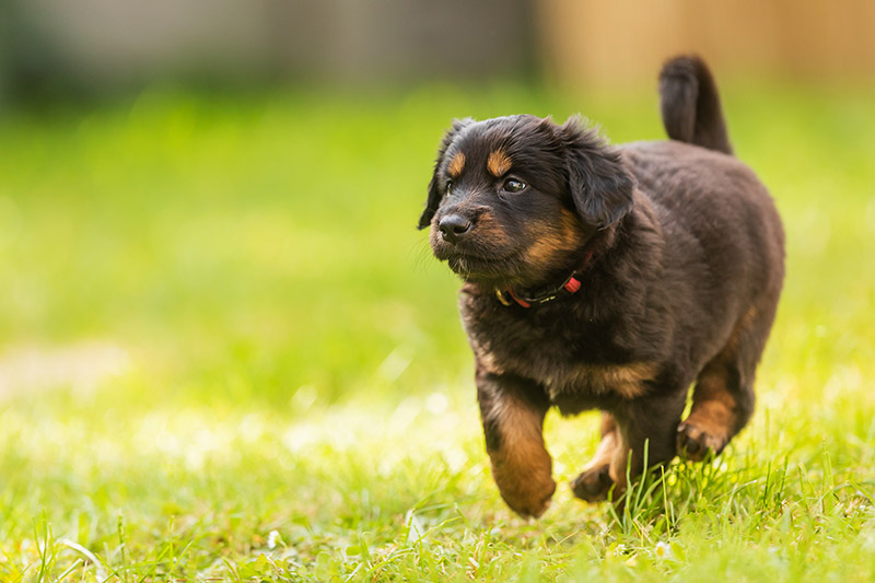 hovawart puppy walking in the lawn