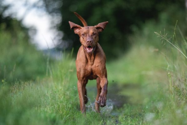 hungarian vizsla dog playing in a muddy puddle in a field
