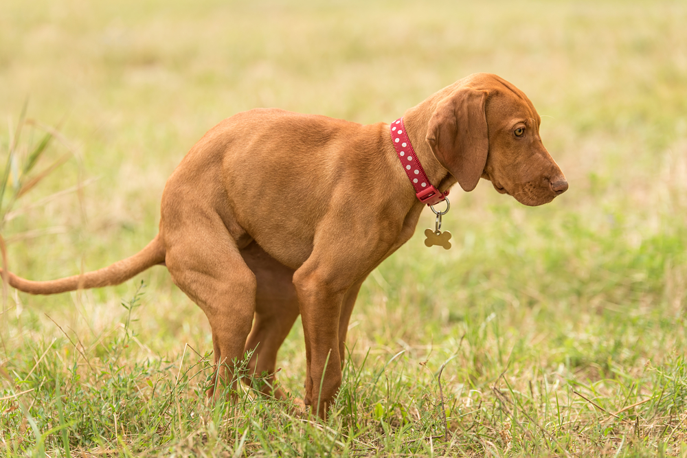 hungarian vizsla dog poops in the green grass