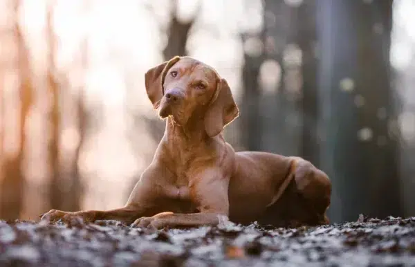 hungarian vizsla lying on the ground outdoors