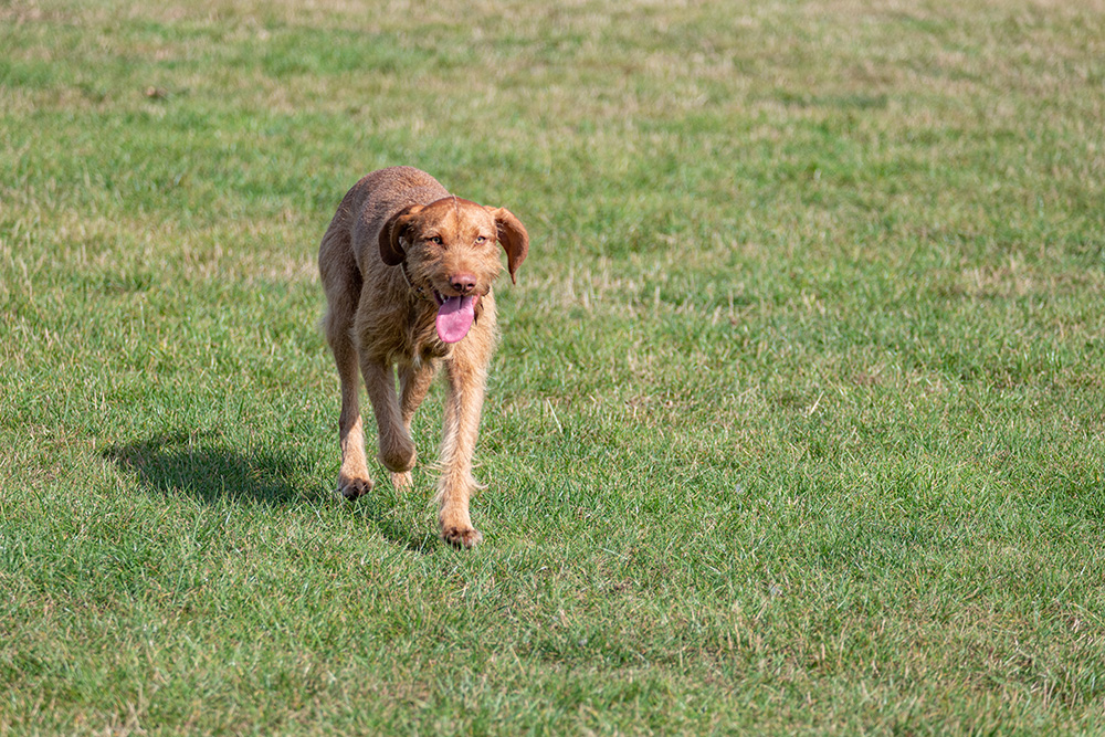 hungarian wirehaired Vizsla dog at the park