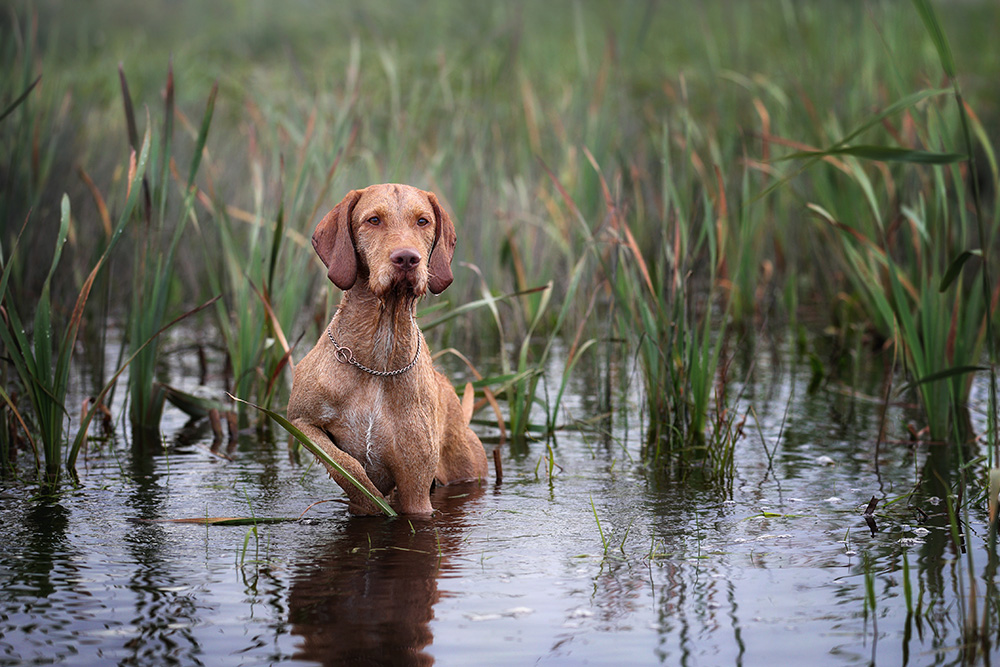 Hungarian Wirehaired Vizsla dog in the water