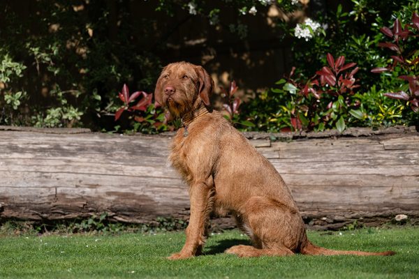 Hungarian wirehaired Vizsla dog sitting on the grass