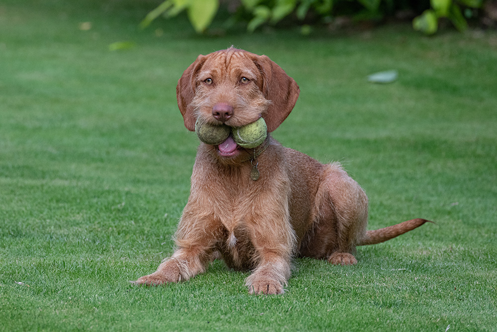 Hungarian Wirehaired Vizsla dog with balls in the mouth