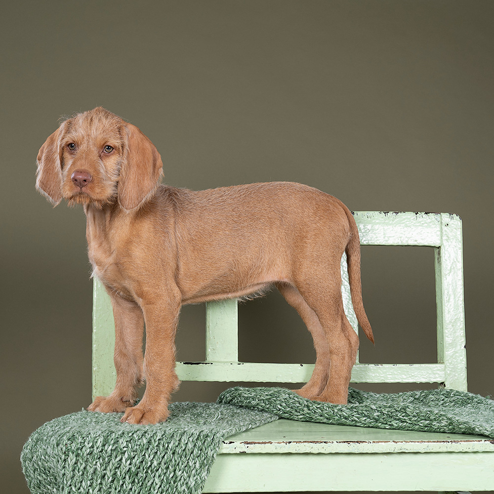 Hungarian Wirehaired Vizsla puppy
