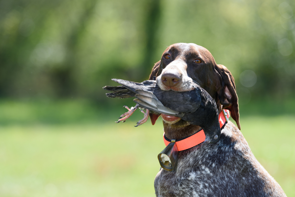 hunting dog holding a dead pigeon in its mouth