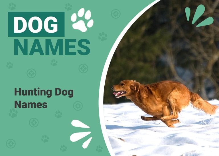 150+ Hunting Dog Names Tough & Fierce Names for Your Pup Dogster