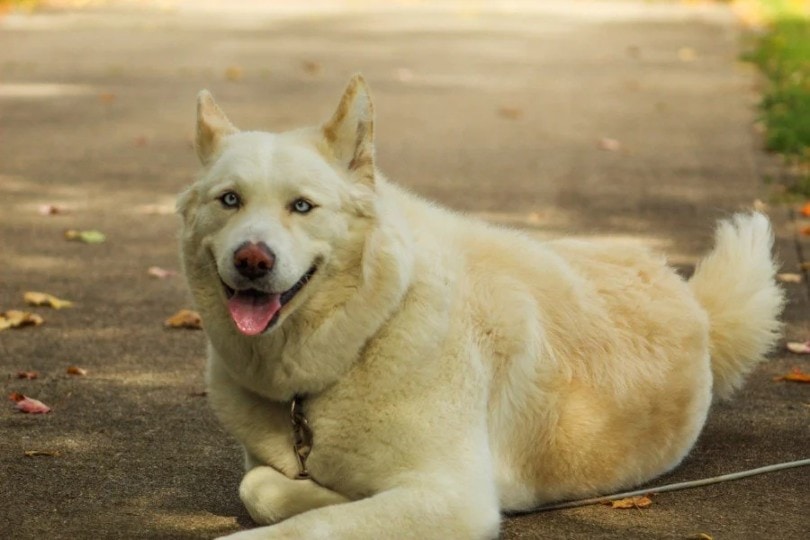 huskita lying on the ground