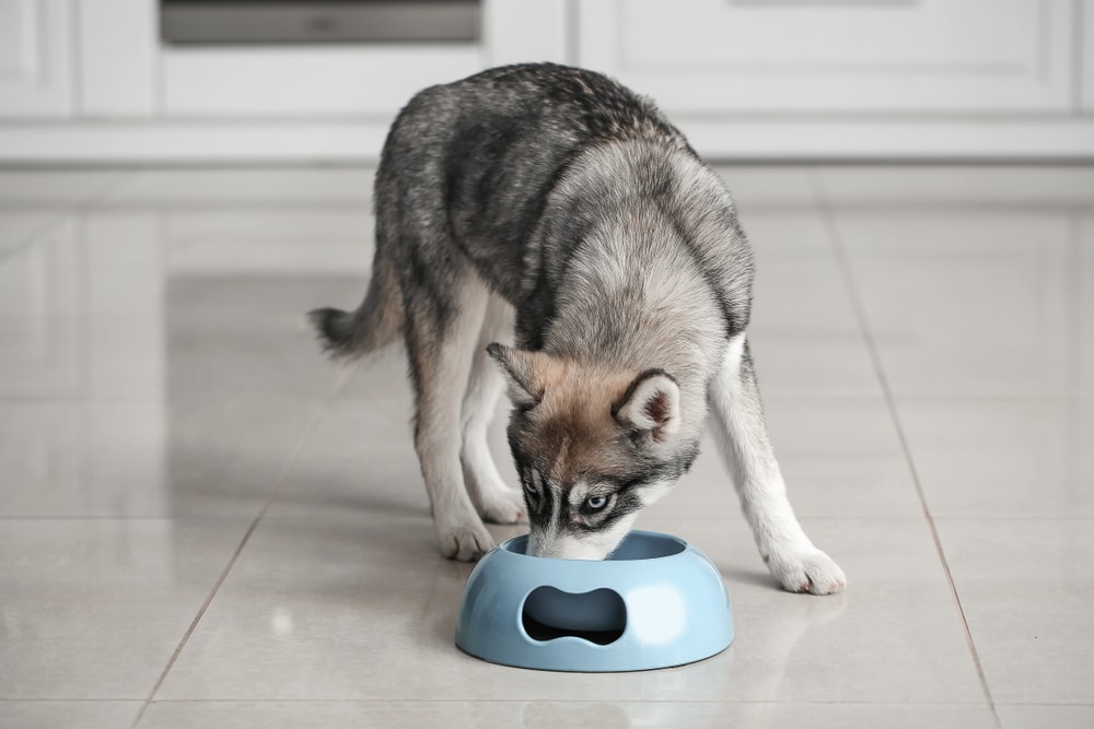 husky eating