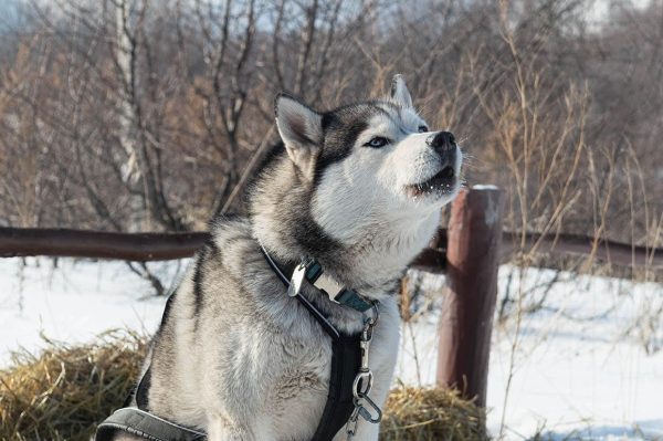 Husky Outdoor barking