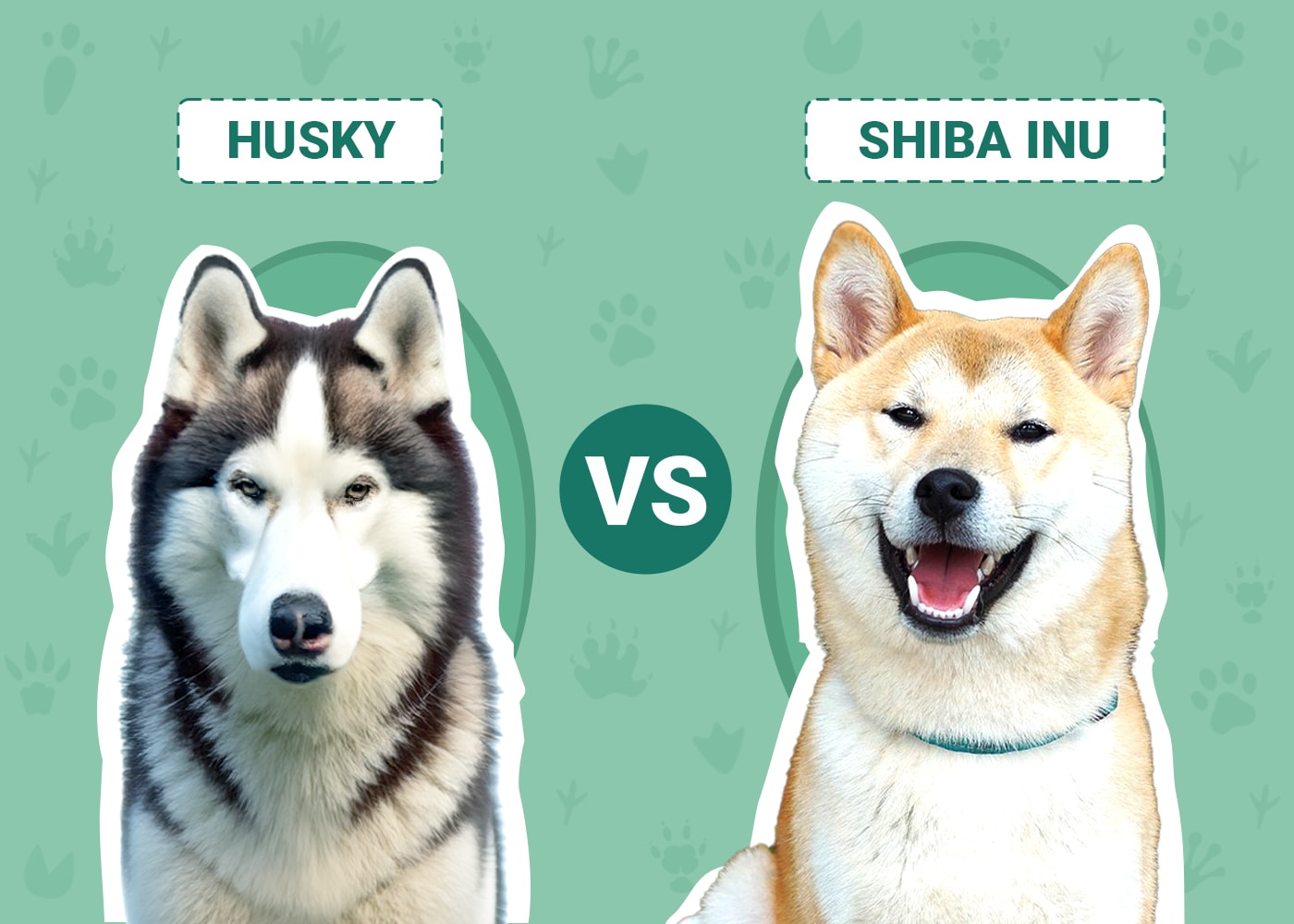Husky vs Shiba Inu
