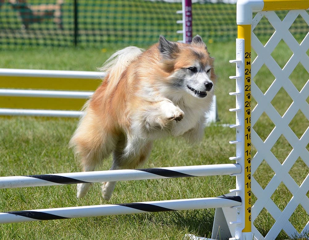 icelandic sheepdog training