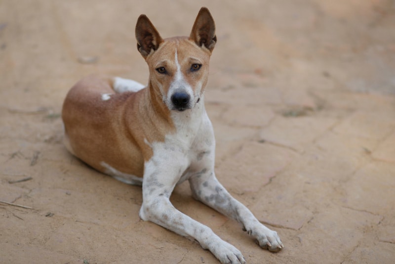 indian pariah dog lying on the ground