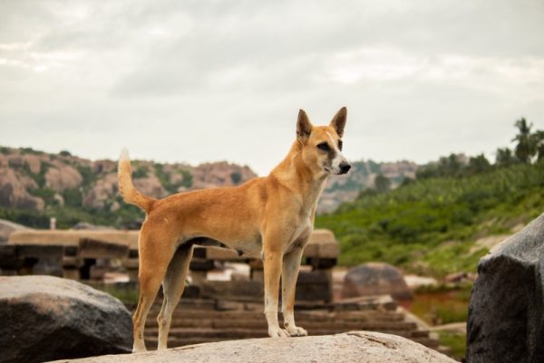 indian pariah dog standing on a rock
