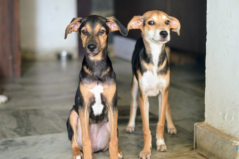 indian pariah dogs