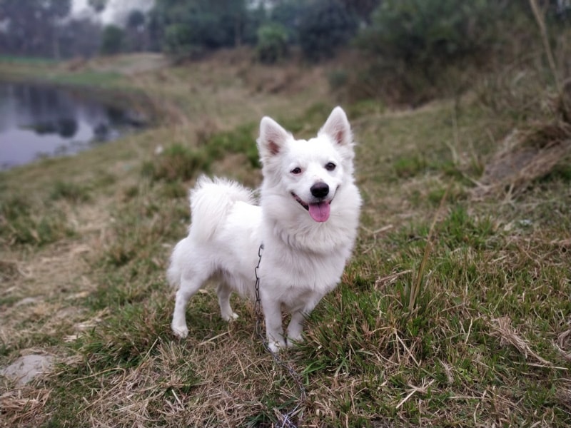 indian spitz dog standing on grass