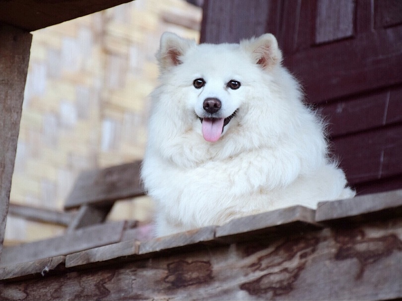indian spitz_napat intaroon_shutterstock
