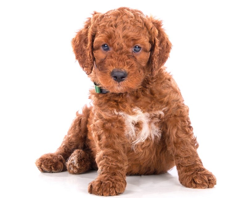 irish doodle dog