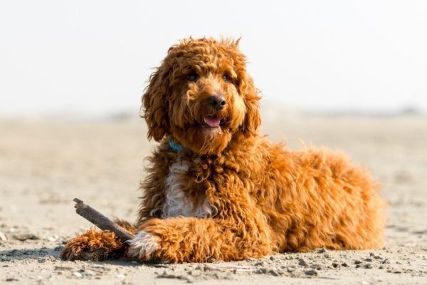 irish doodle in sand_Joca de Jong_Shutterstock