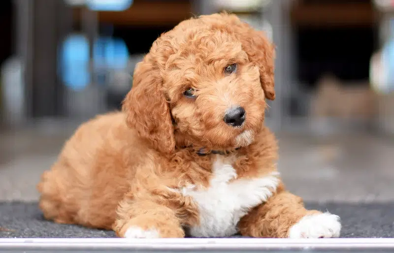 irish doodle puppy dog lying down on the floor