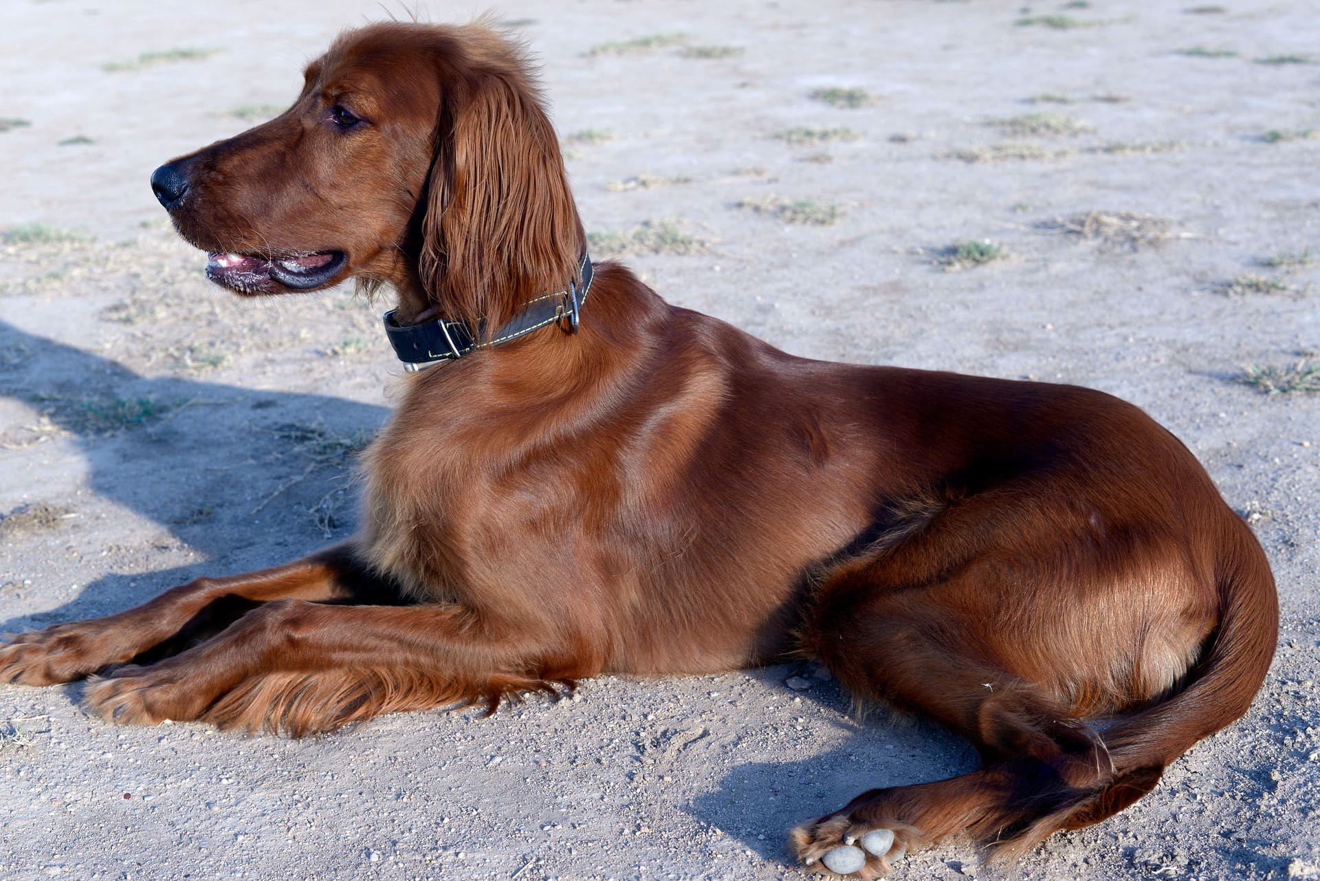 irish setter dog lying on the sand