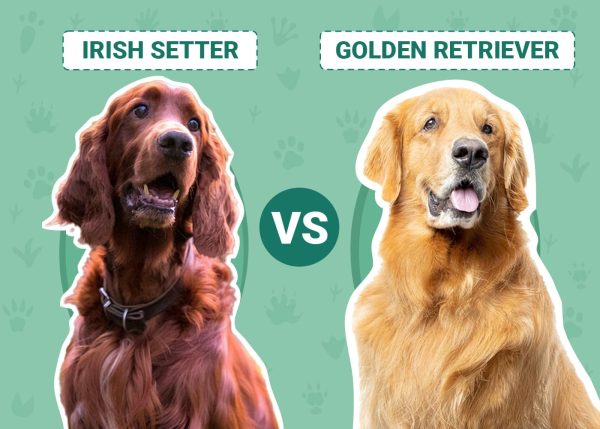 Irish Setter vs Golden Retriever