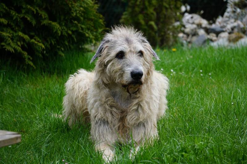 irish wolfhound sitting on the grassfield