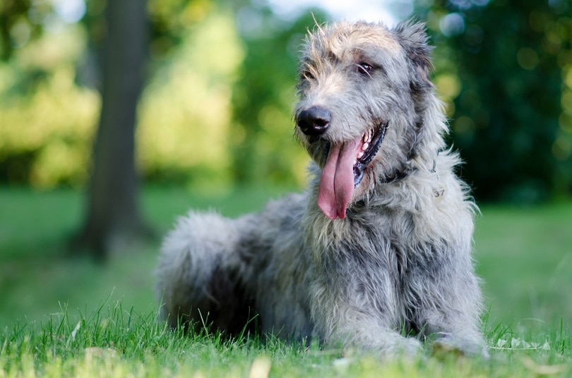 irish wolfhound_Java Oudova_shutterstock