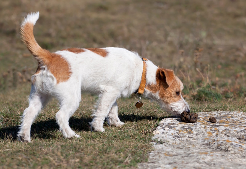 jack-russel-dog-sniffing-poop