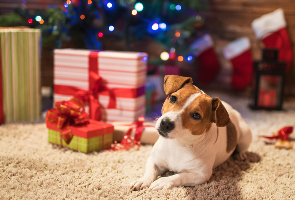 jack russel under a Christmas tree with gifts during Christmas