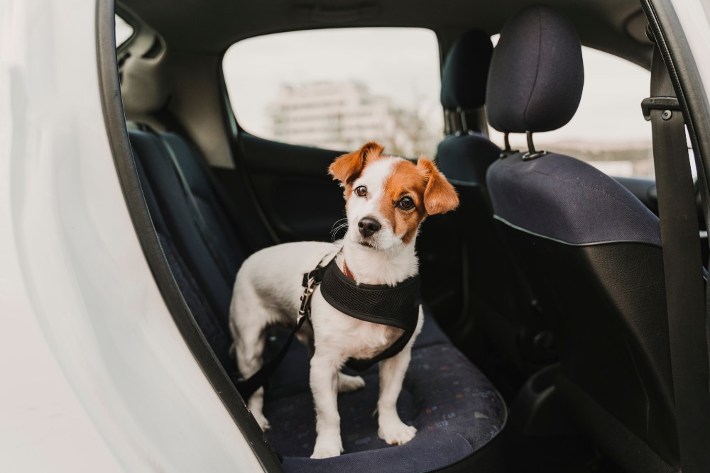 jack russell dog in a car wearing a safe harness and seat belt