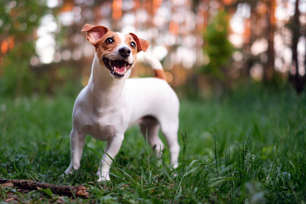 jack russell dog playing in the park