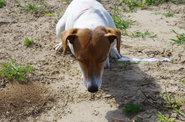 Jack Russell dog throwing up