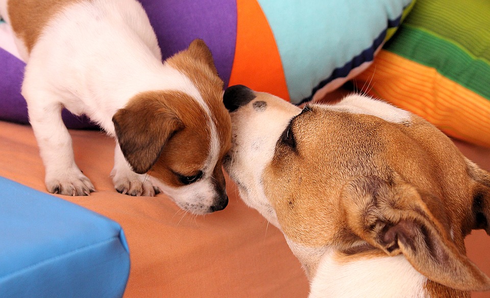 jack russell licking its puppy