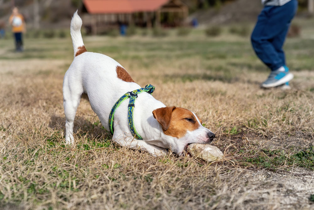 jack russell terrier dog chewing a rock at the park