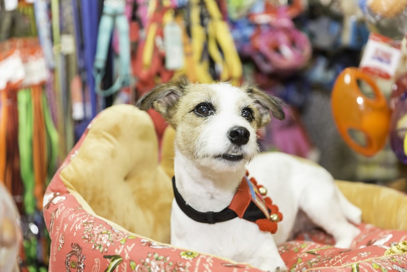 jack russell terrier dog in a pet store