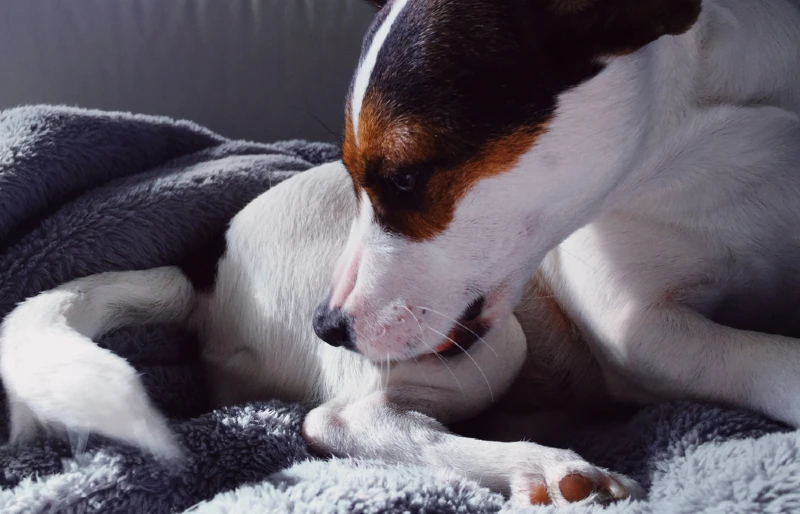 jack russell terrier dog licking hind leg