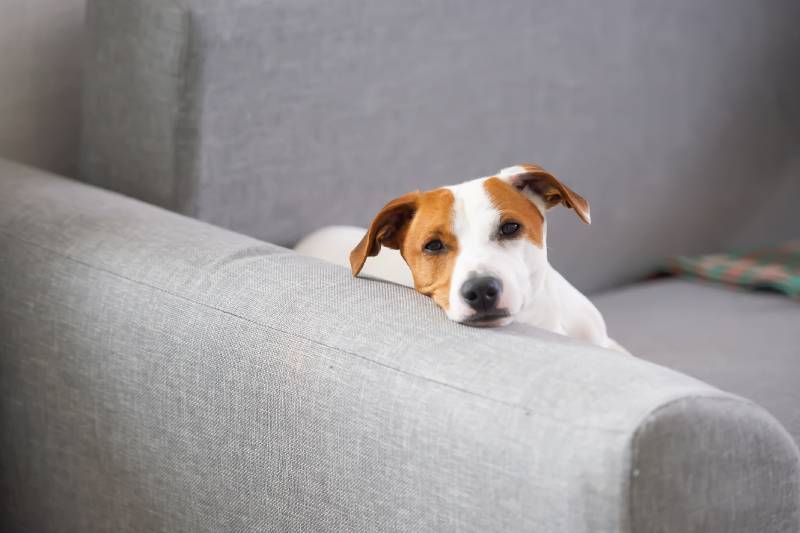jack russell terrier dog on couch looking sad
