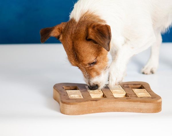 jack russell terrier dog playing on treat dispensing toy