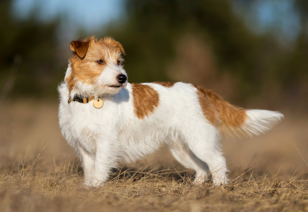jack russell terrier dog standing on grass