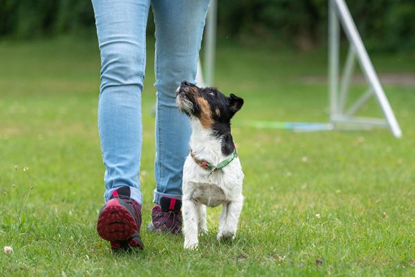 Jack Russell Terrier doing heeling training